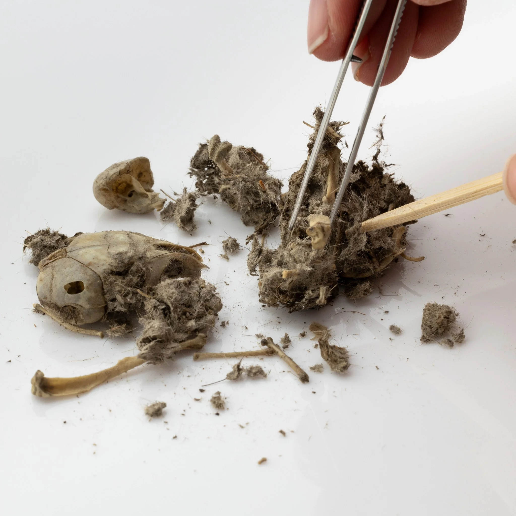 owl CD 4枚セットKICKASS/BOO!!/FLAP/RE:BONE XL Owl Pellet Explorer Kit — Mountain Home Biological